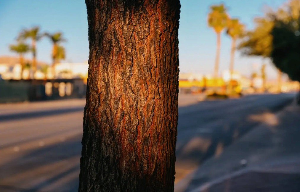 Picture of tree trunk on Las Vegas street